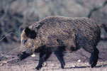 Tru-Life Wild Boar Target