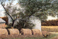 "Farmyard Pheasants" by Larry Anderson
