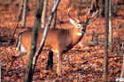 Tru-Life Whitetail Deer Target #101