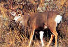 Tru-Life Mule Deer Target #109